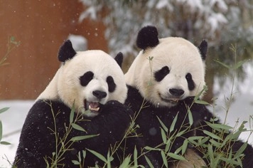 Pandamania!